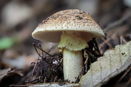 Detail shot of an older  blusher mushroom, Amanita Rubescens, on the forest floor against a blurred background