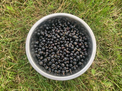 Blackcurrants collected in a the bowl