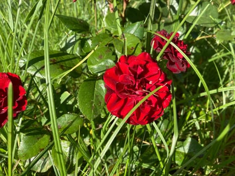 Summer flowers have grown and bloomed in the a garden