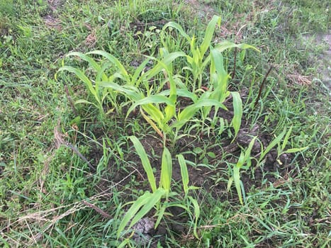 Vegetables grew in a the garden after the rain