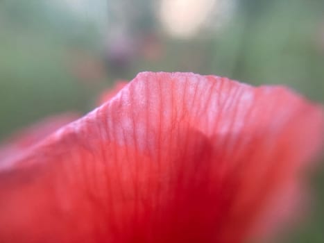 Poppy plant that the dried up