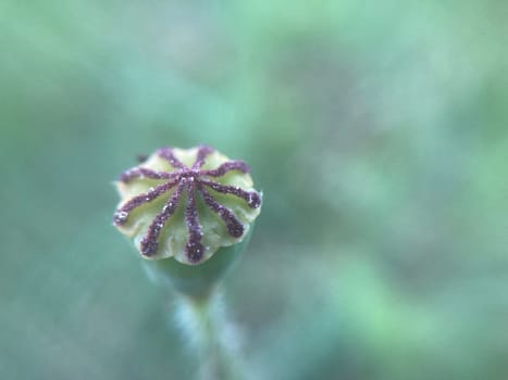 Poppy plant that the dried up