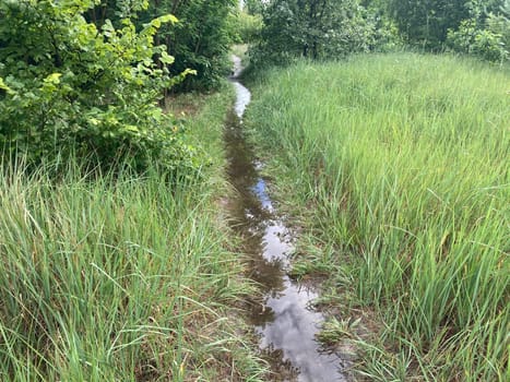 Puddles in the forest after heavy rain and the showers
