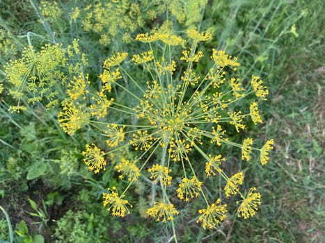 The dill plant has blossomed in a the garden