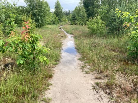 Puddles in the forest after heavy rain and the showers