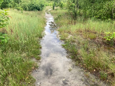 Puddles in the forest after heavy rain and the showers