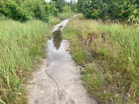 Puddles in the forest after heavy rain and the showers