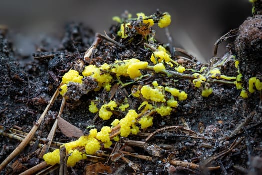 Close up of the yellow tufted fuligo septica between pine needles on the forest floor