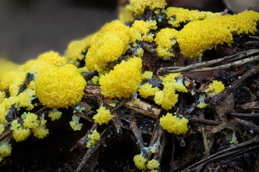 Close up of the yellow tufted fuligo septica between pine needles on the forest floor