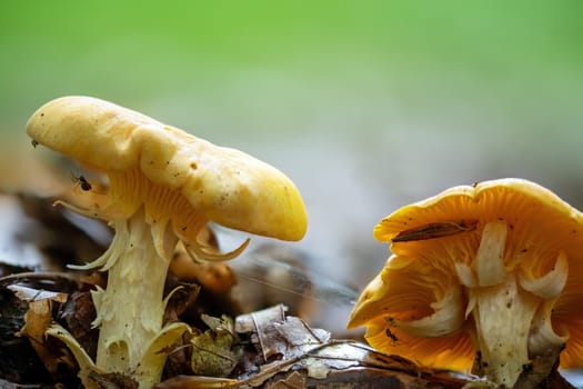 Detail shot of an older yellow chanterelle mushroom between pine needles on the forest floor