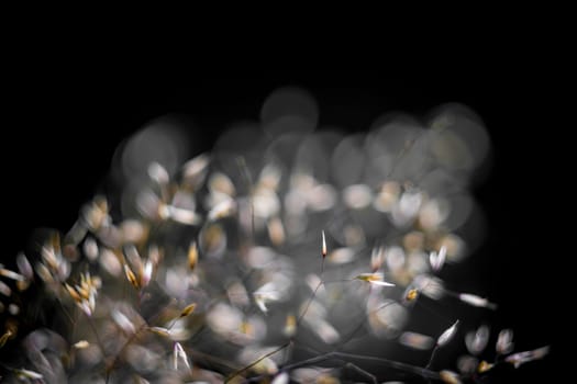 Close-up of dry plant stems with small, light-colored seed pods or flowers on black background
