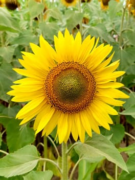 In full bloom agricultural plant yellow sunflower close-up on a cloudy day.Texture or background.