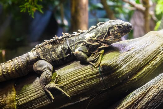 Green Iguana: large, arboreal, mostly herbivorous species of lizard of the genus Iguana