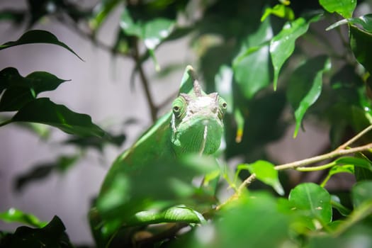 Green chameleon with jungle leafs. Natural portrait, exotic animal looking to the camera