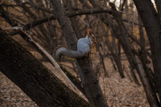 Squirrel on the branch of the tree in autumn forest