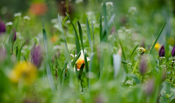 Meadow with green grass, yellow dandelions and white daffodils, day