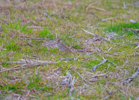A Savannah Sparrow in the Wetland Grass in the Santee Coastal Reserve in South Carolina
