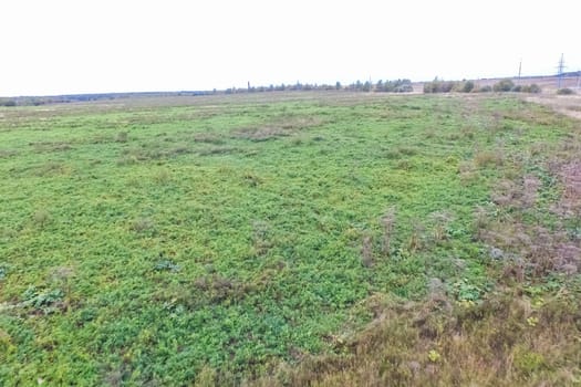 Top view of a field overgrown with grass. Unplowed field