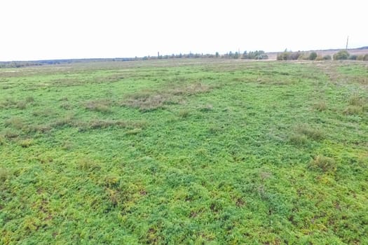 Top view of a field overgrown with grass. Unplowed field