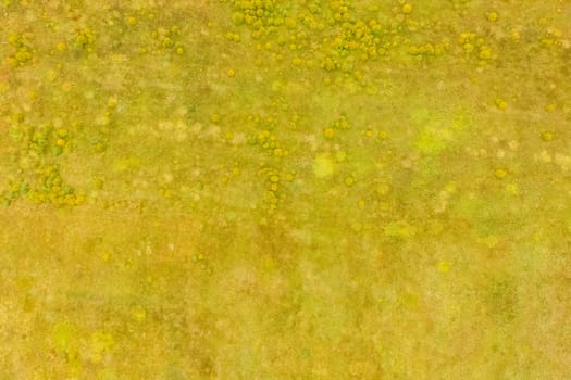 Top view of a field overgrown with grass. Unplowed field