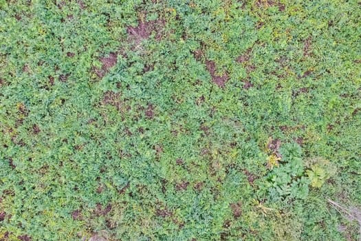 Top view of a field overgrown with grass. Unplowed field