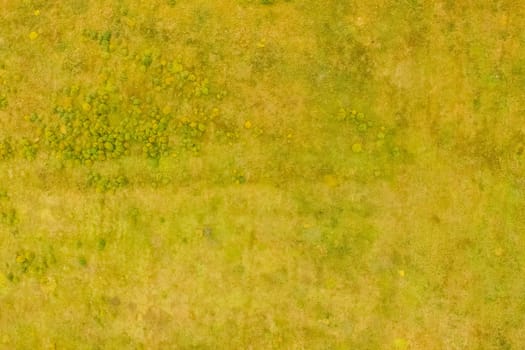 Top view of a field overgrown with grass. Unplowed field