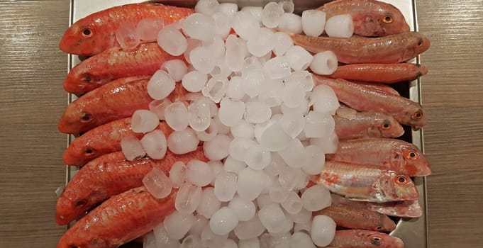 Fresh red mullets fishes stacked in a row on ice trays at the market stock instant prints background high quality down loadings