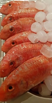 Fresh red mullets fishes stacked in a row on ice trays at the market stock instant prints background high quality down loadings