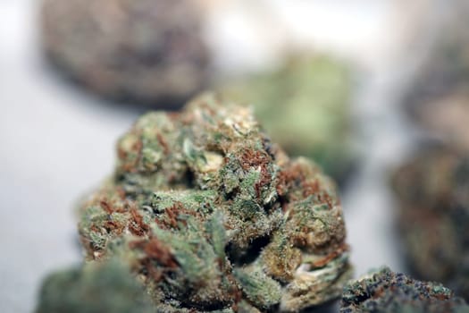 Cannabis various buds super private collection medical marihuana grass mania macro background high quality focus stack fifty megapixels prints