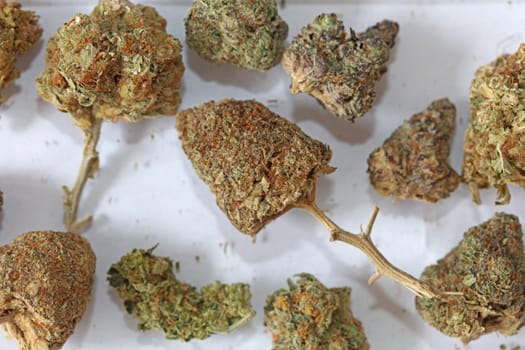 Cannabis various buds super private collection medical marihuana grass mania macro background high quality focus stack fifty megapixels prints