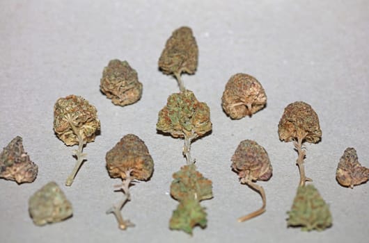Cannabis various buds super private collection medical marihuana grass mania macro background high quality focus stack fifty megapixels prints