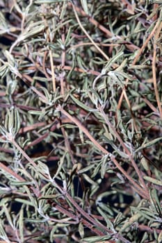 Dried rubbed thyme fresh natural botanical healthy powerful gods herbs sprig close up background high quality instant stock photos
