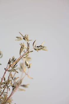 Dried rubbed thyme fresh natural botanical healthy powerful gods herbs sprig close up background high quality instant stock photos