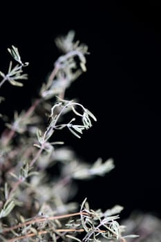 Dried rubbed thyme fresh natural botanical healthy powerful gods herbs sprig close up background high quality instant stock photos