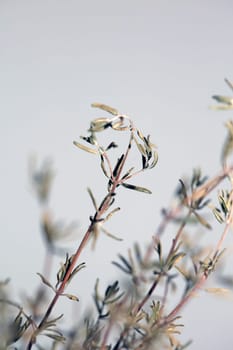 Dried rubbed thyme fresh natural botanical healthy powerful gods herbs sprig close up background high quality instant stock photos