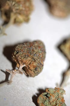 Cannabis various buds super private collection medical marihuana grass mania macro background high quality focus stack fifty megapixels prints