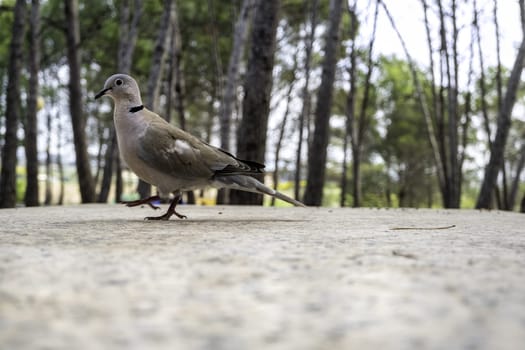 Pigeon in natural park, animals and birds, environment