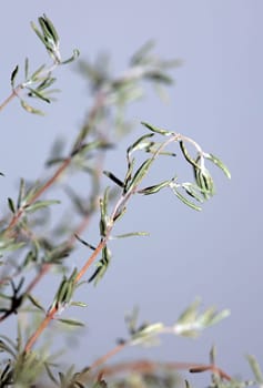 Dried rubbed thyme fresh natural botanical healthy powerful gods herbs sprig close up background high quality instant stock photos