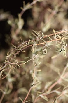 Dried rubbed thyme fresh natural botanical healthy powerful gods herbs sprig close up background high quality instant stock photos