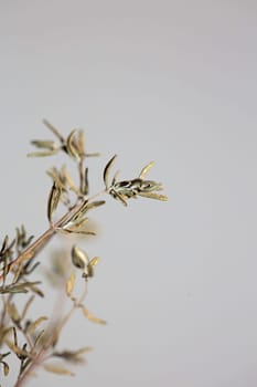 Dried rubbed thyme fresh natural botanical healthy powerful gods herbs sprig close up background high quality instant stock photos
