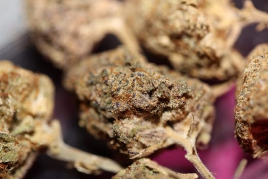 Cannabis various buds super private collection medical marihuana grass mania macro background high quality focus stack fifty megapixels prints