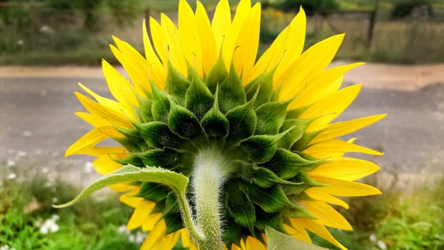 Yellow sunflower view from the back side close-up.Texture or background