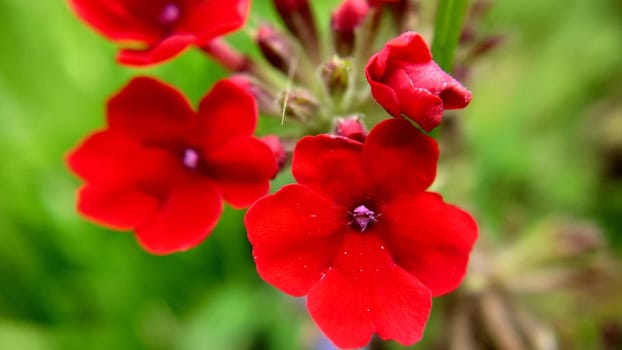 Bright red verbena flowers selective focus close-up.Macrophotography.Texture or background.Selective focus