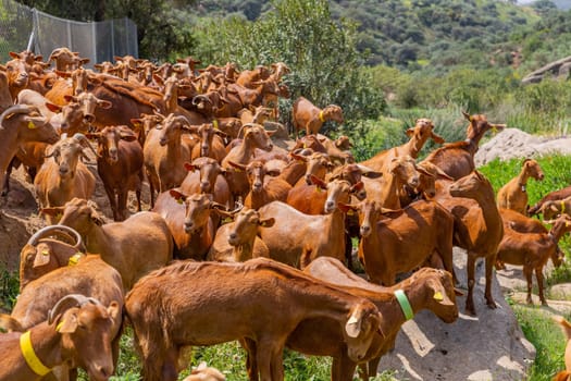Granada, Spain: April 19, 2024: Goats in a farm in Andalucia, Granada, Spain