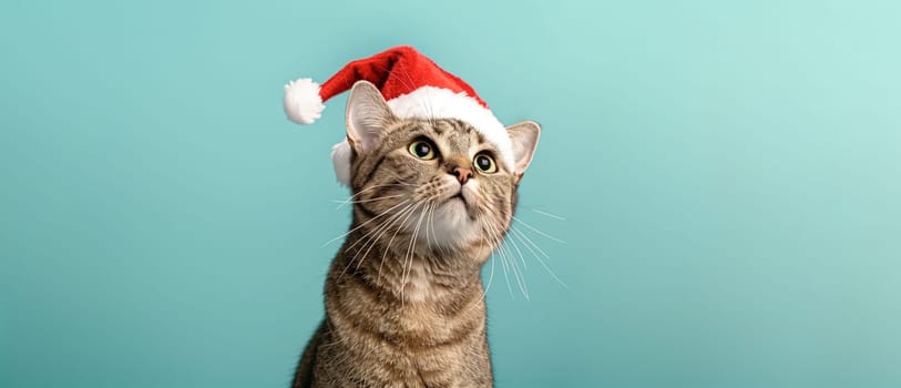 Cat with red santa claus hat, Christmas holiday, winter season, kitten pet, blue background