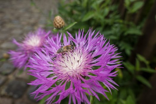 Mistbiene (Eristalis tenax) auf einer Flockenblume (Centaurea)