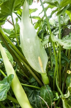 Italienischer Aronstab (Arum italicum) - blühende Pflanze