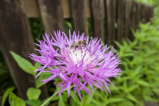 Mistbiene (Eristalis tenax) auf einer Flockenblume (Centaurea)