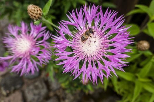 Mistbiene (Eristalis tenax) auf einer Flockenblume (Centaurea)