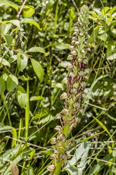 Ohnhorn (Orchis anthropophora, Syn. Aceras anthropophorum), wilde Orchidee, Nordrhein-Westfalen, Deutschland, Zülpich